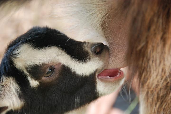 Yarok Az - Ecolodge Farm Ilaniya Екстериор снимка